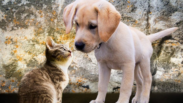 Chien et chat