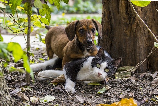 Chien et chat qui jouent