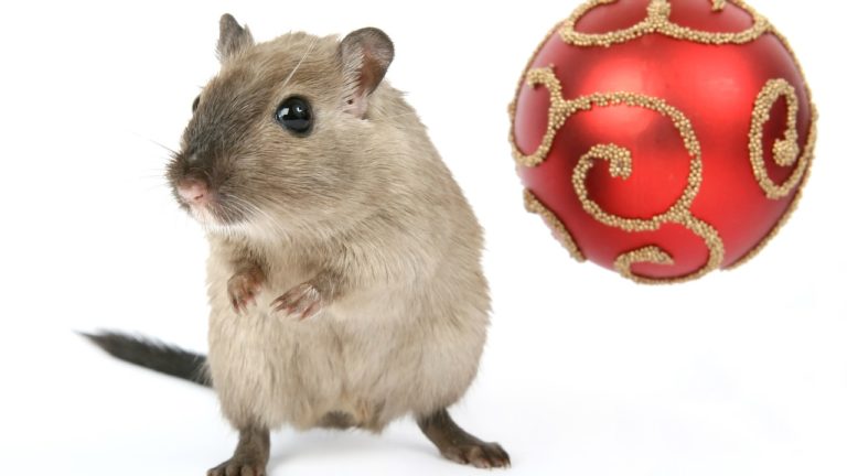 Souris et boule de Noël