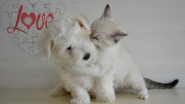 Cadeau de Saint Valentin à vos animaux, chien et chat