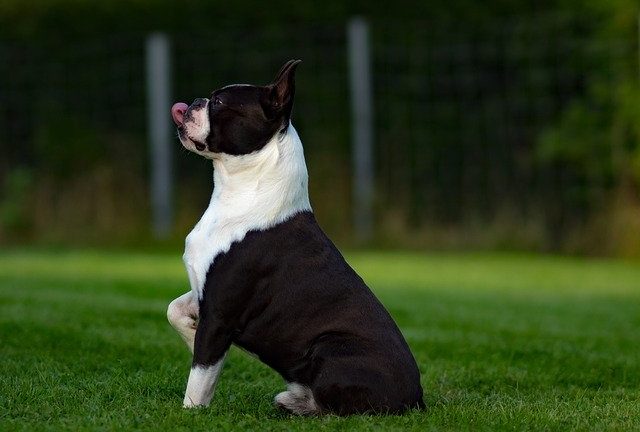 Comment apprendre le Rappel à son chien ?