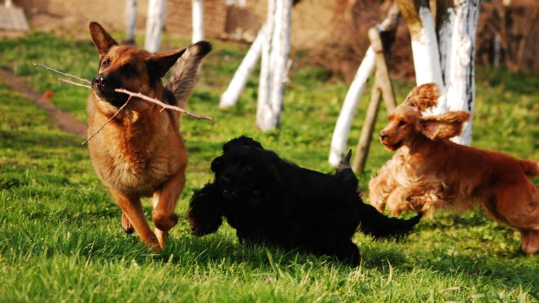 Six races de chiens très appréciées par les Français