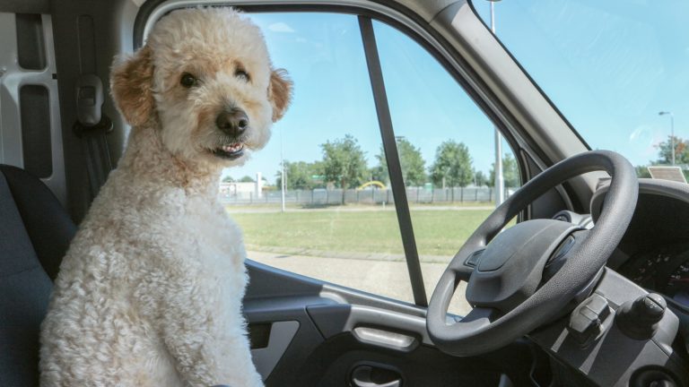 Chien en voiture