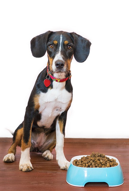 Nourriture déshydratée pour chien, croquettes