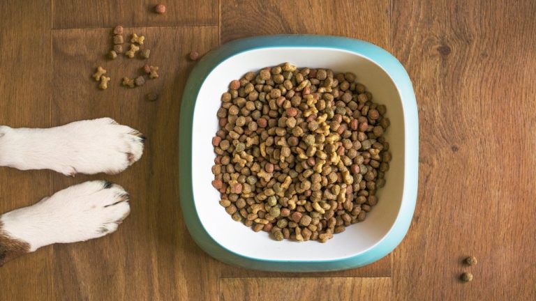 La nourriture déshydratée pour chien : est-ce vraiment bon ?