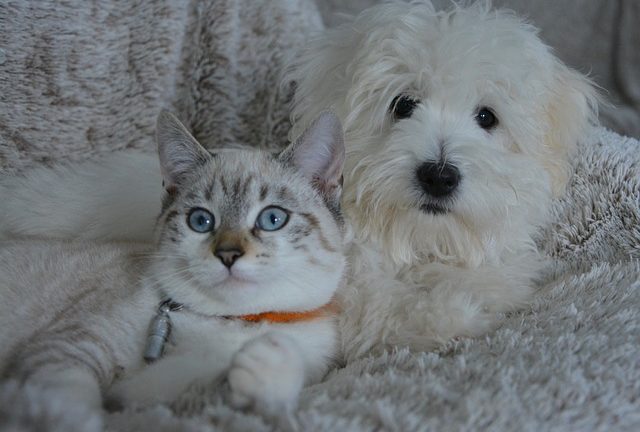 Chien et chat