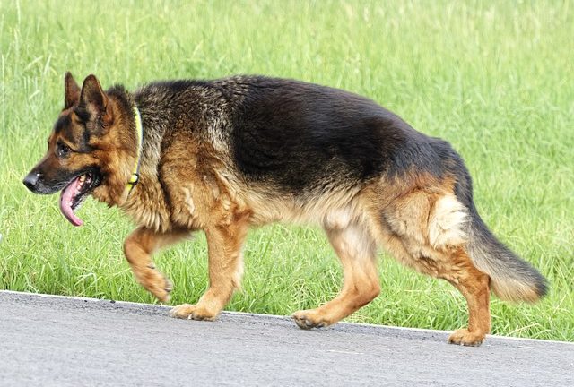 Chien berger allemand