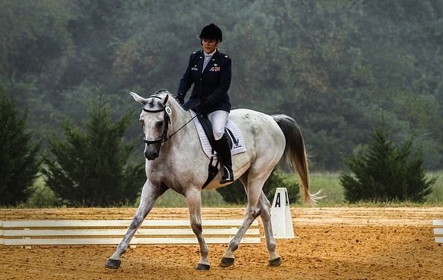 L’art du dressage des chevaux