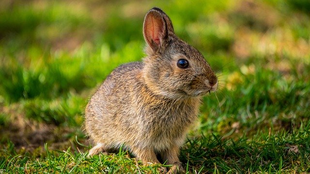 Et pourquoi pas adopter un lapin ?