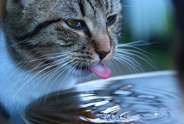 Chat qui boit de l'eau