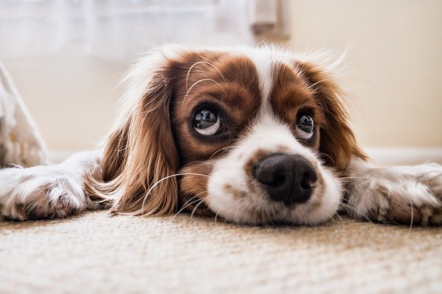 Les meilleurs conseils pour votre chien (partie 1)