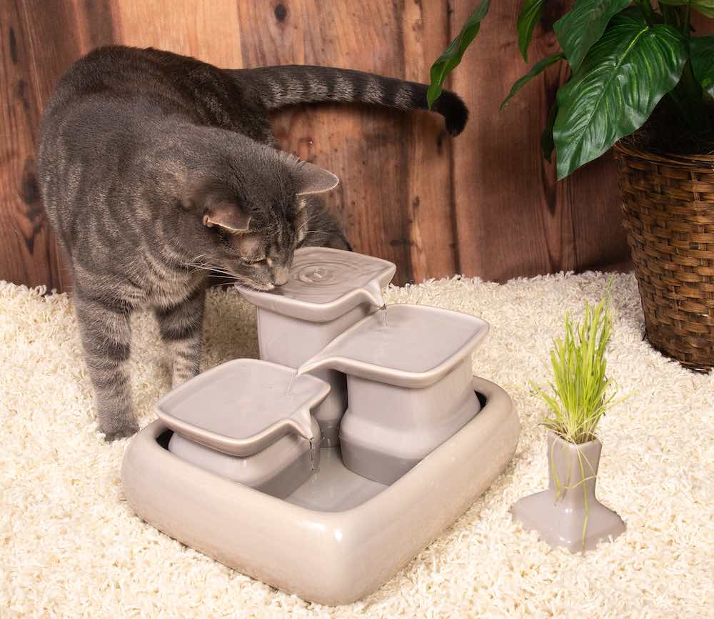 Fontaines à eau pour chat