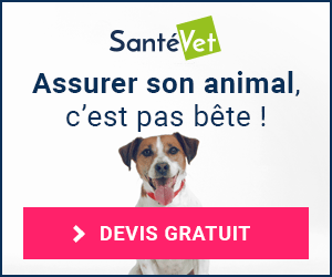 Assurance santé pour animaux - essayez SantéVet !