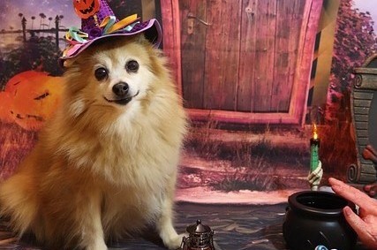 C’est bientôt Halloween ! Faites la fête avec vos animaux