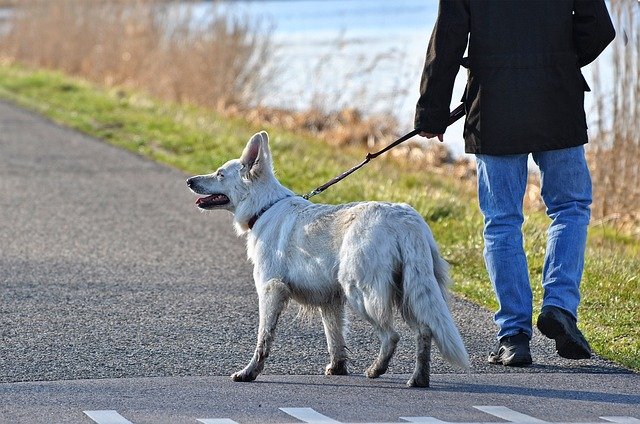 Chien en laisse