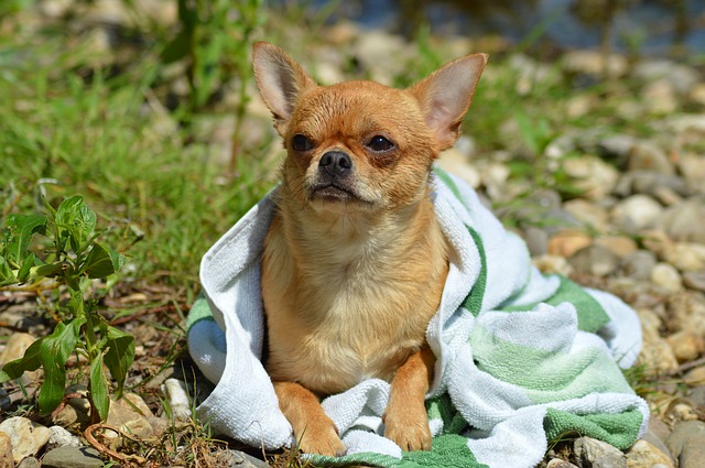 Chien Chihuahua enveloppé dans une serviette