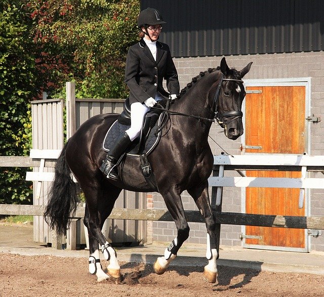 L'art du dressage des chevaux