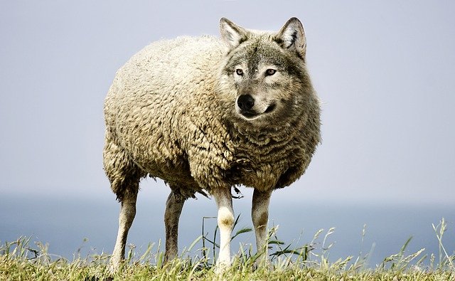 Loup mouton