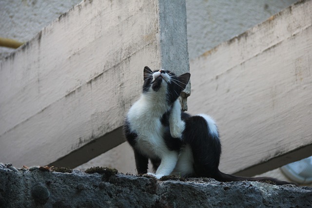 Puces - Chat qui se gratte