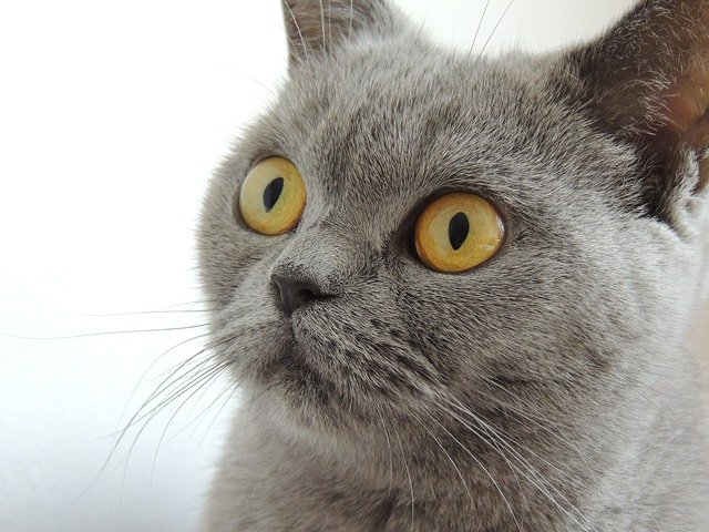 Grands yeux oranges de chat Chartreux