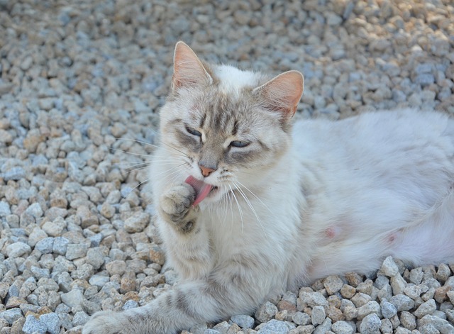 Toilette du chat