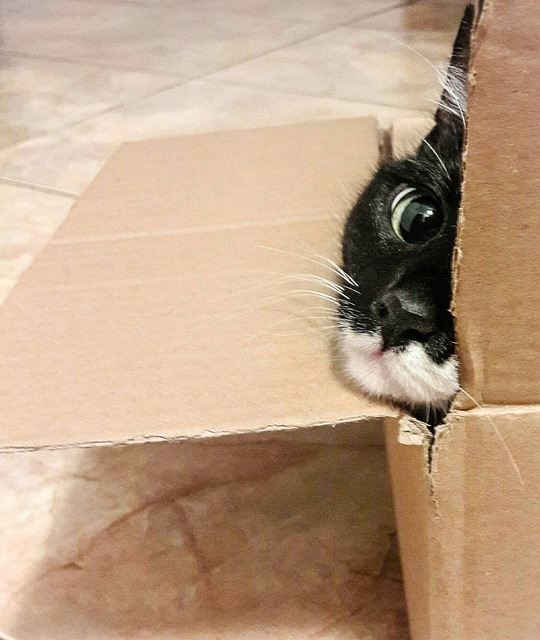 Chat caché dans un carton