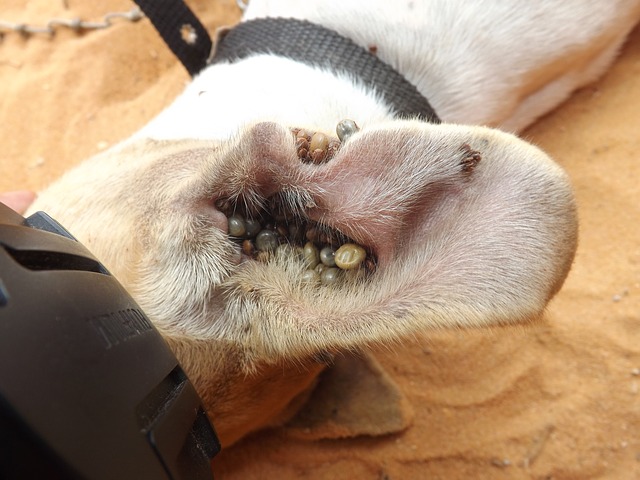 Chien infesté de tiques dans l'oreille