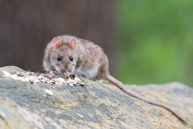 Horoscope chinois, 2020 année du Rat