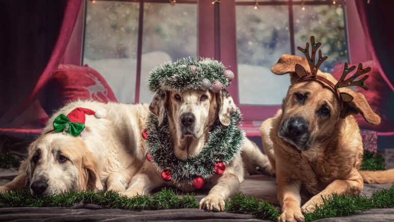 Chiens et déco de Noël