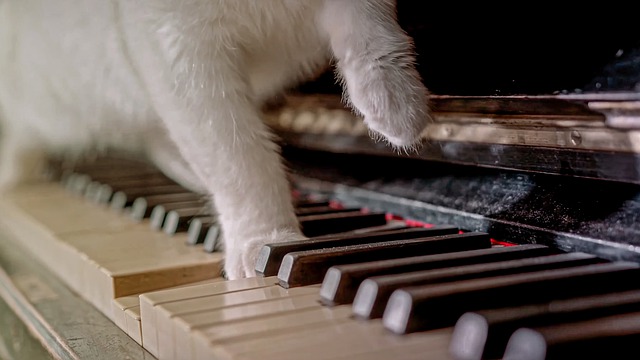 Chat et piano