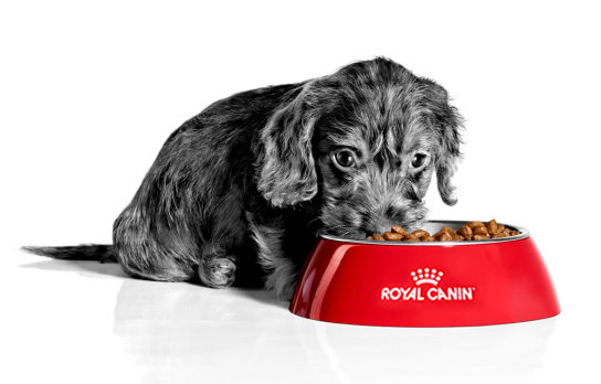 Offre Royal Canin pour chiot – Février 2022