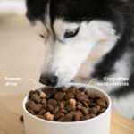 Les meilleures croquettes riches en protéines pour chien