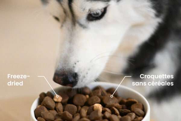 Les meilleures croquettes riches en protéines pour chien