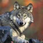 Promo sur les croquettes Wolf of Wilderness pour chien
