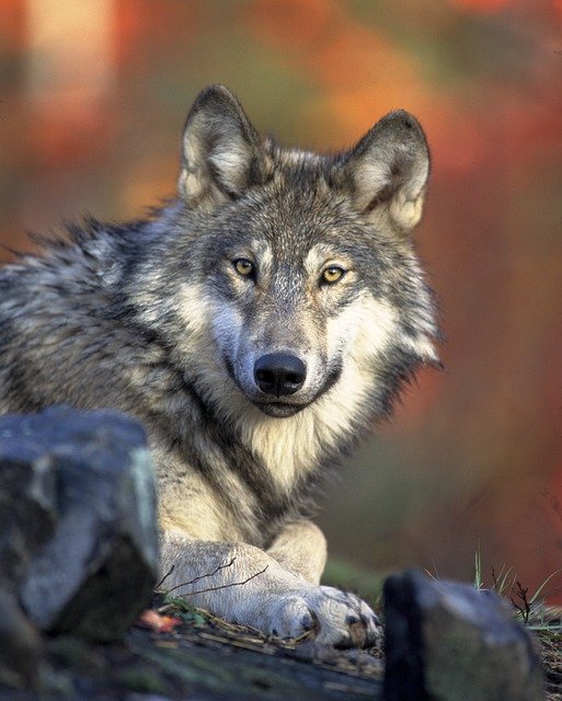 Promo sur les croquettes Wolf of Wilderness pour chien
