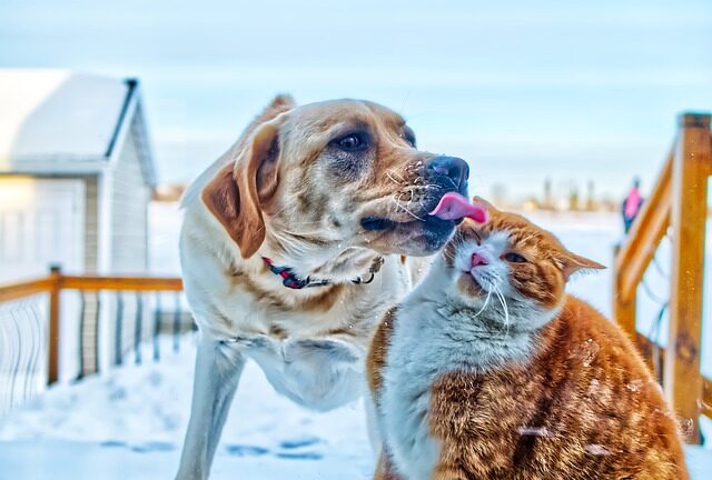 Chien et chat sur la plage