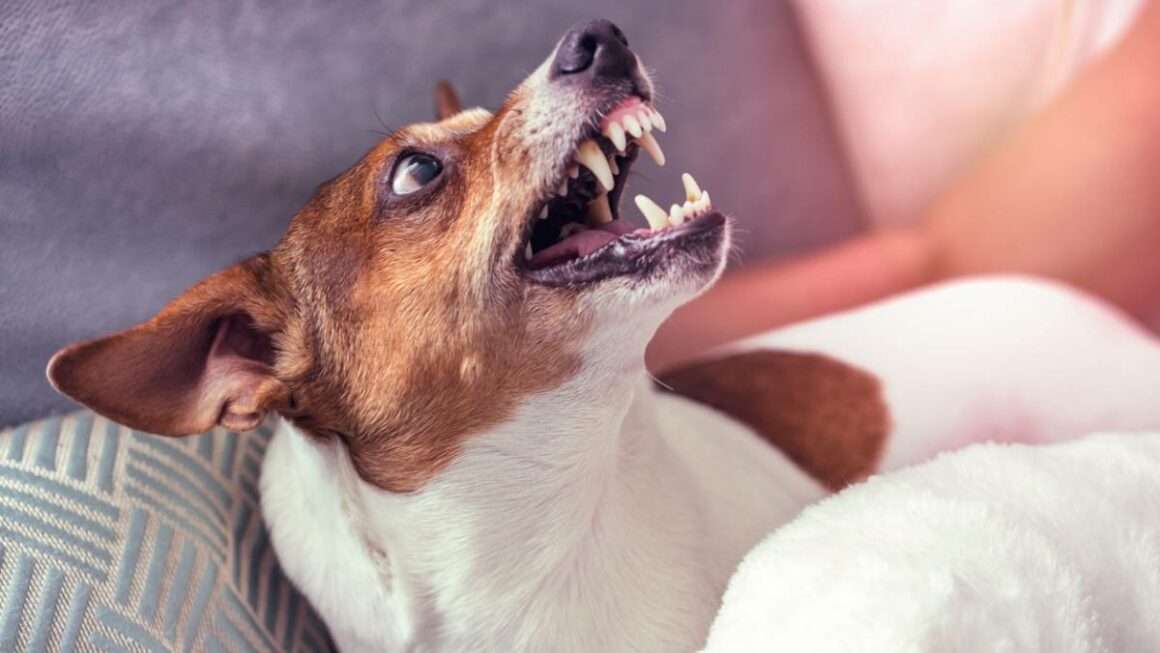Quelles sont les causes d’un comportement agressif chez un chien ?