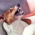 Quelles sont les causes d'un comportement agressif chez un chien ?