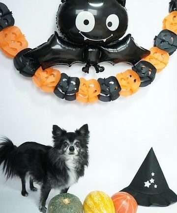 Halloween chien et chat