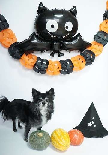 Halloween chien et chat