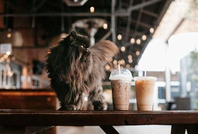 A découvrir : Qu’est ce qu’un bar à chats ?