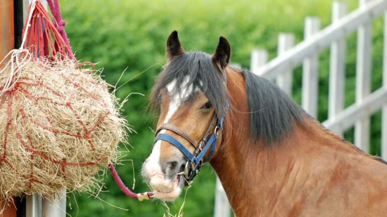 Cheval et son sac à foin