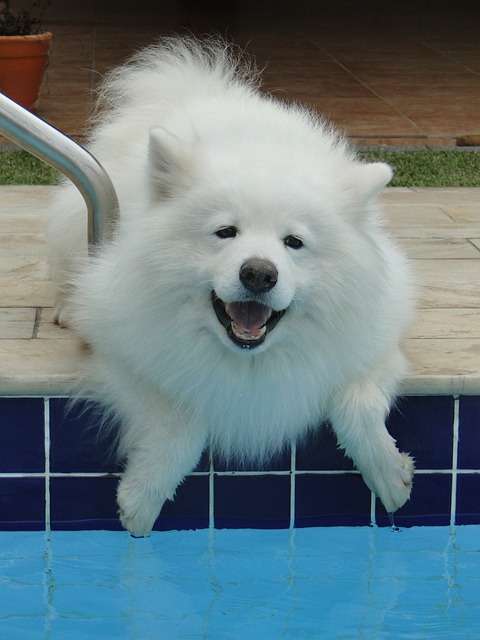 Chien à la piscine