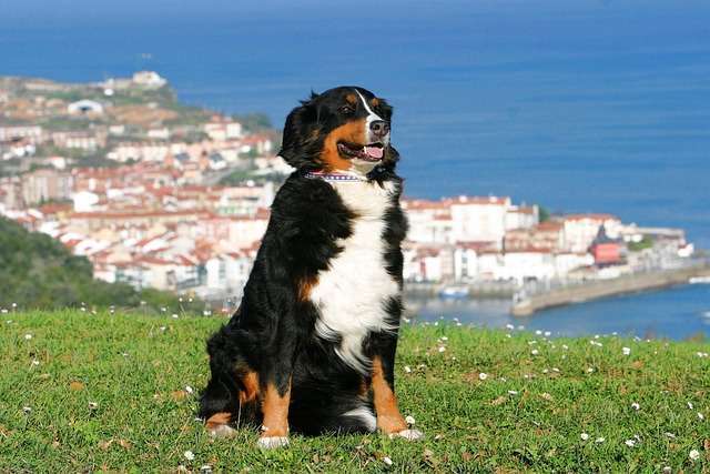 Chien à la montagne