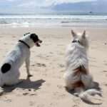2 chiens à la plage