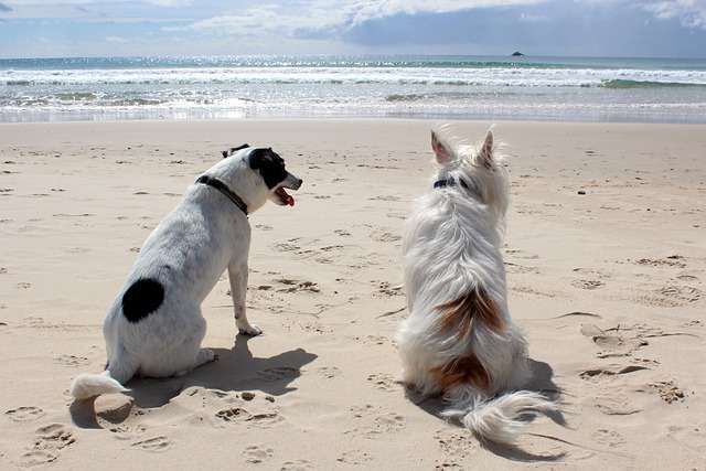 2 chiens à la plage