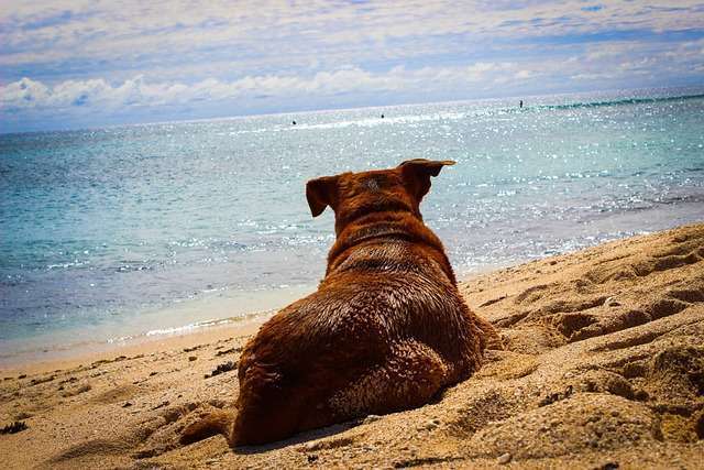 Chien couché sur le sable