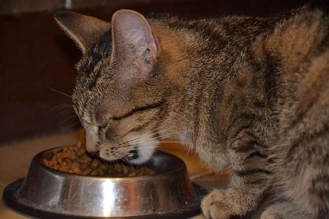 Chat qui mange des croquettes