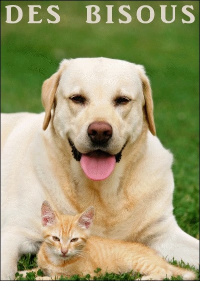 Cartes postales Amour et Animaux pour la St Valentin : Des bisous pour la Saint Valentin