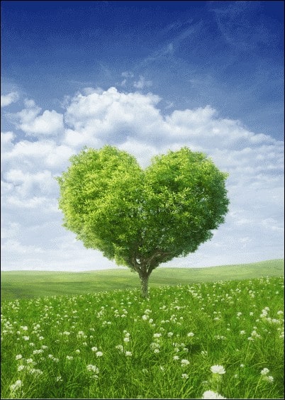 Cartes postales Amour et Animaux : Arbre en Coeur